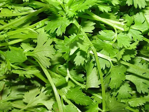 chinese parsley: coriandrum sativum, coriander (cilantro)