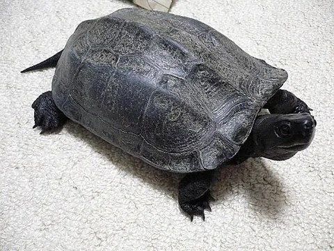 chinese pond turtle: a turtle in the family Geoemydidae, native to East Asia (Mauremys reevesii)