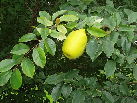 chinese quince: an Asian tree of species Pseudocydonia sinensis, similar and related to the quince, with...