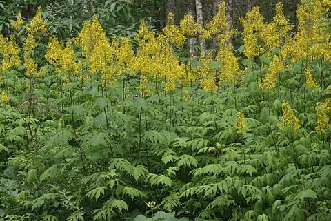 chinese ragwort: a rare species of ragwort, Sinacalia tangutica, endemic to China