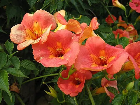 chinese trumpet vine: campsis grandiflora
