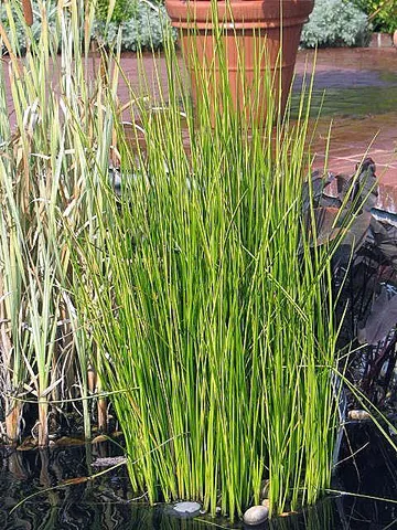 chinese water chestnut: eleocharis dulcis, an aquatic sedge