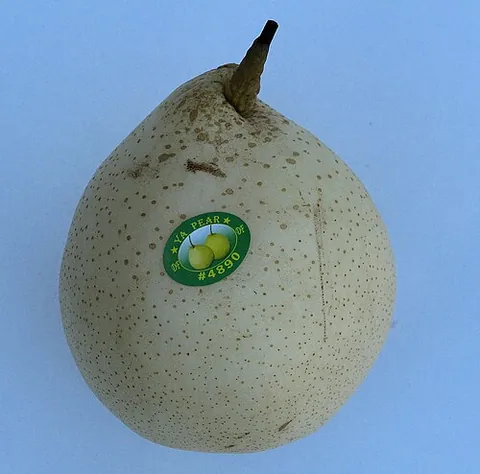 chinese white pear: the fruit of a hybrid northeast-Asian pear species, Pyrus × bretschneideri, with the crisp, juicy...