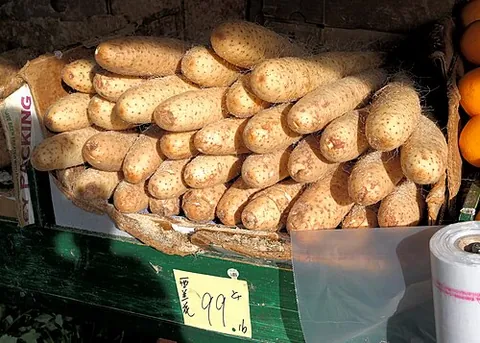 chinese yam: a cinnamon vine (Dioscorea polystachya),