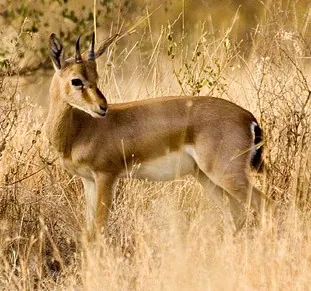 chinkara: gazella bennettii, a species of gazelle found in India, Pakistan and Iran