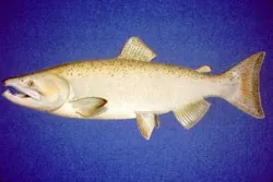 chinook salmon: oncorhynchus tshawytscha, the largest species in the Pacific salmon group