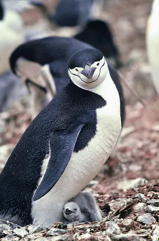 chinstrap penguin: a species of penguin, Pygoscelis antarcticus, with a distinctive black strip under the head