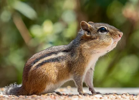 chipmunk: any of certain the small, striped rodents, all found in North America, with the exception of the...