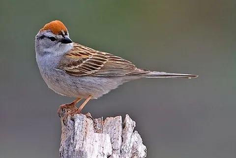 chipping sparrow: a sparrow of species Spizella passerina, endemic to North America