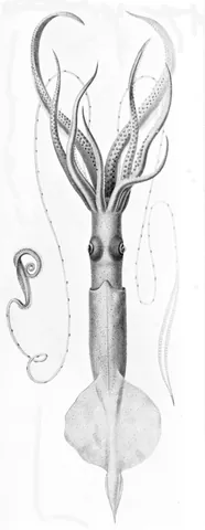chiroteuthid: any squid in the family Chiroteuthidae, sometimes called whiplash squids