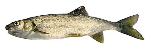 chiselmouth: a fish of species Gila alutacea (formerly Acrocheilus alutaceus) native to the Pacific Northwest of...
