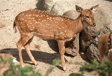 chital: a large spotted deer, of genus Axis, native to India and Sri Lanka