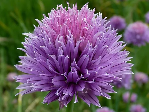 chive: a perennial plant, Allium schoenoprasum, related to the onion