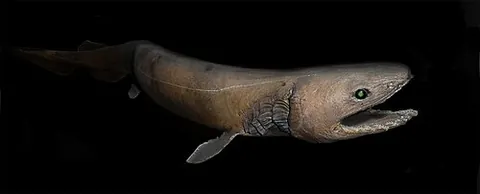 chlamydoselachid: any shark in the family Chlamydoselachidae of frilled sharks, which comprises two extant species in...