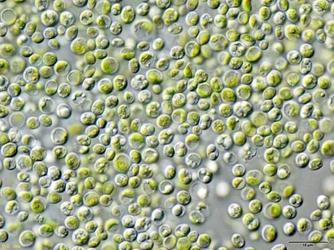 chlorella: any single-celled green alga, of the genus Chlorella, found especially in stagnant water; now...