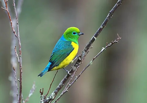 chlorophonia: any of a number of species of birds in the genus Chlorophonia