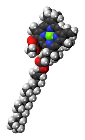 chlorophyll a: the universal chlorophyll (C₅₅H₇₂MgN₄O₅) essential to the dominant oxygenic photosynthesis I...