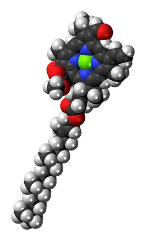 chlorophyll b: a chlorophyll (C₅₅H₇₀MgN₄O₆) used in the photosynthesis II oxygenic photosynthesis process in...