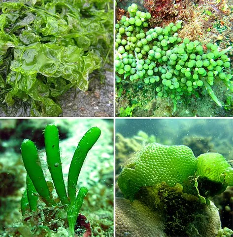 chlorophyte: any of the green algae that make up the division Chlorophyta