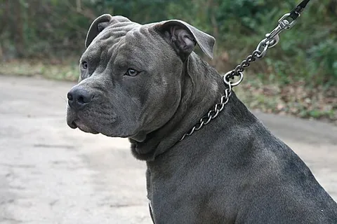 choke chain: a dog collar designed to pinch or squeeze the dog or other animal when the leash is pulled
