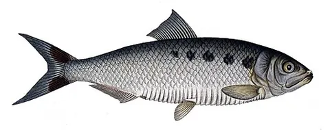 choke-children: a fish, the allis shad (Alosa alosa) or rock herring