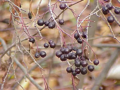 chokeberry: either of two species in Aronia, formerly and sometimes in Photinia, deciduous shrubs, native to...
