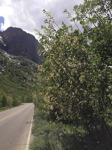 chokecherry: any of several American wild cherry trees, especially Prunus virginiana