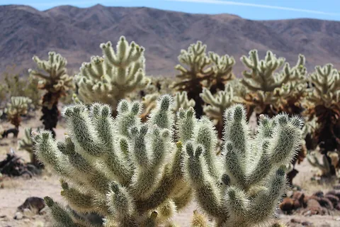 cholla: any of several species of cactus in the genus Cylindropuntia, having very spiny, cylindrical stem...