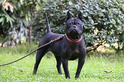 chongqing dog: a dog of a medium-sized compact muscular breed developed for hunting in the mountains of East...
