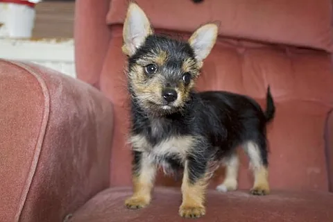 chorkie: a dog that is the result of a cross between a Yorkie and a chihuahua