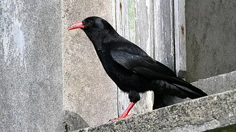 chough: either of two species of bird of the genus Pyrrhocorax in the crow family Corvidae that breed...