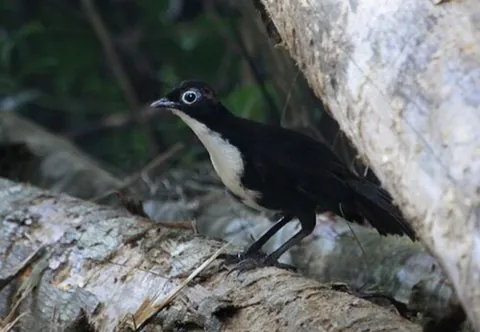 chowchilla: orthonyx spaldingii, a passerine bird in the logrunner family Orthonychidae, endemic to Australia