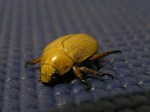 christmas beetle: any of the beetles of the genus Anoplognathus