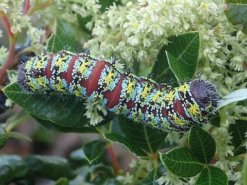 christmas caterpillar: the caterpillar Nudaurelia cytherea