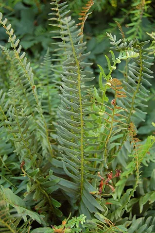 christmas fern: an evergreen fern (Polystichum acrostichoides) of eastern North America