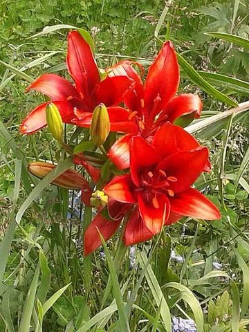 christmas lily: a bright red variety of lily that blooms in the Southern Hemisphere around Christmas