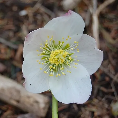 christmas rose: of various species of Helleborus, especially Helleborus niger