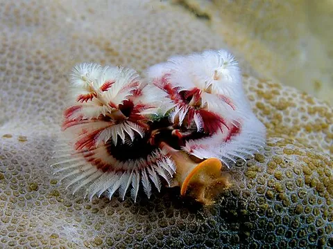 christmas tree worm: a polychaete of the species Spirobranchus giganteus