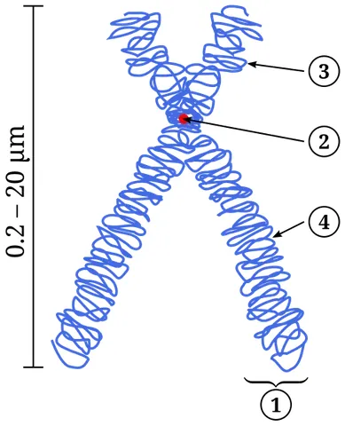 chromatid: after DNA replication, either of the two connected double-helix strands of a metaphase chromosome...