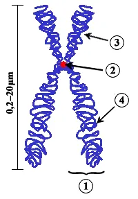 chromosome: a linear arrangement of condensed DNA and associated proteins (such as chaperone proteins) which...
