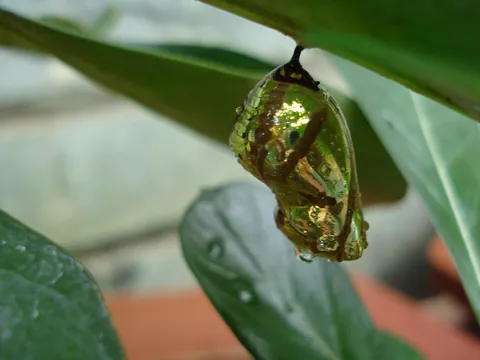 chrysalis: a butterfly pupa or the pupal stage of the butterfly lifestyle; (originally) any pupal stage of any...