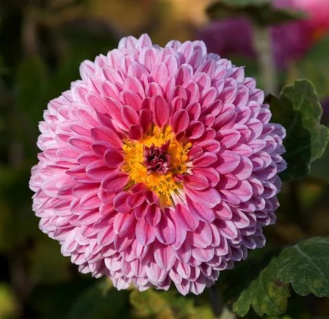 chrysanthemum: any of many flowering perennial plants, of the genus Chrysanthemum, native to China, that have...