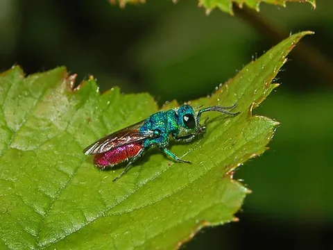 chrysidid: any wasp of the family Chrysididae