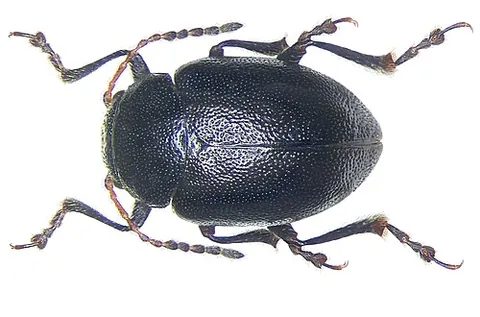 chrysomelid: any leaf beetle of the family Chrysomelidae