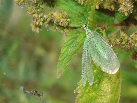 chrysopid: any species of the green lacewing family Chrysopidae