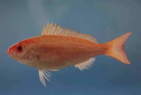 chubhead: rhomboplites aurorubens (vermillion snapper)