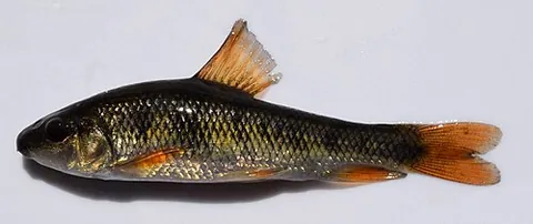 chubsucker: any of various freshwater suckers of the genus Erimyzon, native to North America