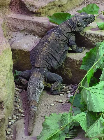 chuckwalla: a lizard, of the genus Sauromalus, living in arid regions of the southwestern United States and...