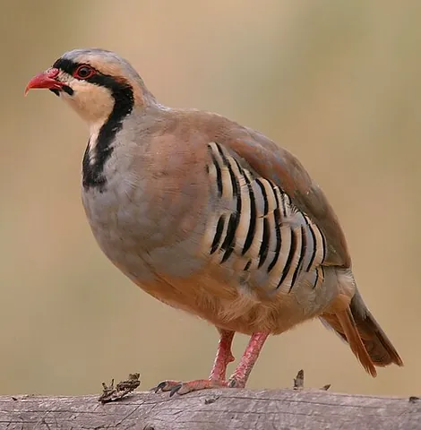 chukar: a bird of species of partridge native to central Asia (Alectoris chukar)