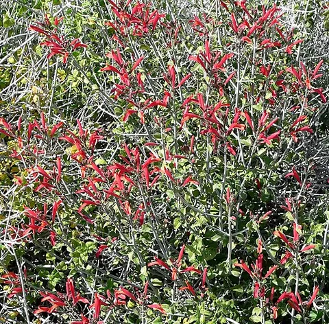 chuparosa: a flowering desert shrub, Justicia californica, native to southern California, Arizona, and...